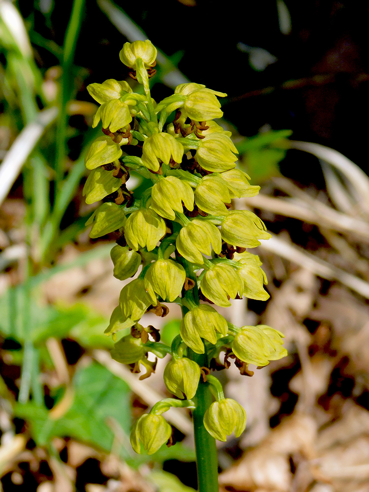 Image of Orchis punctulata specimen.