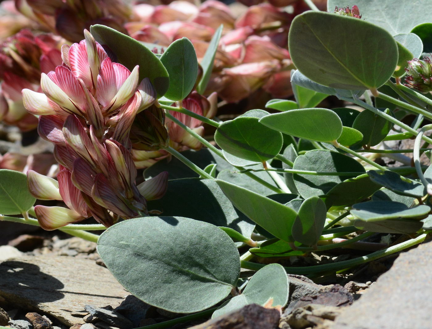 Изображение особи Hedysarum splendens.