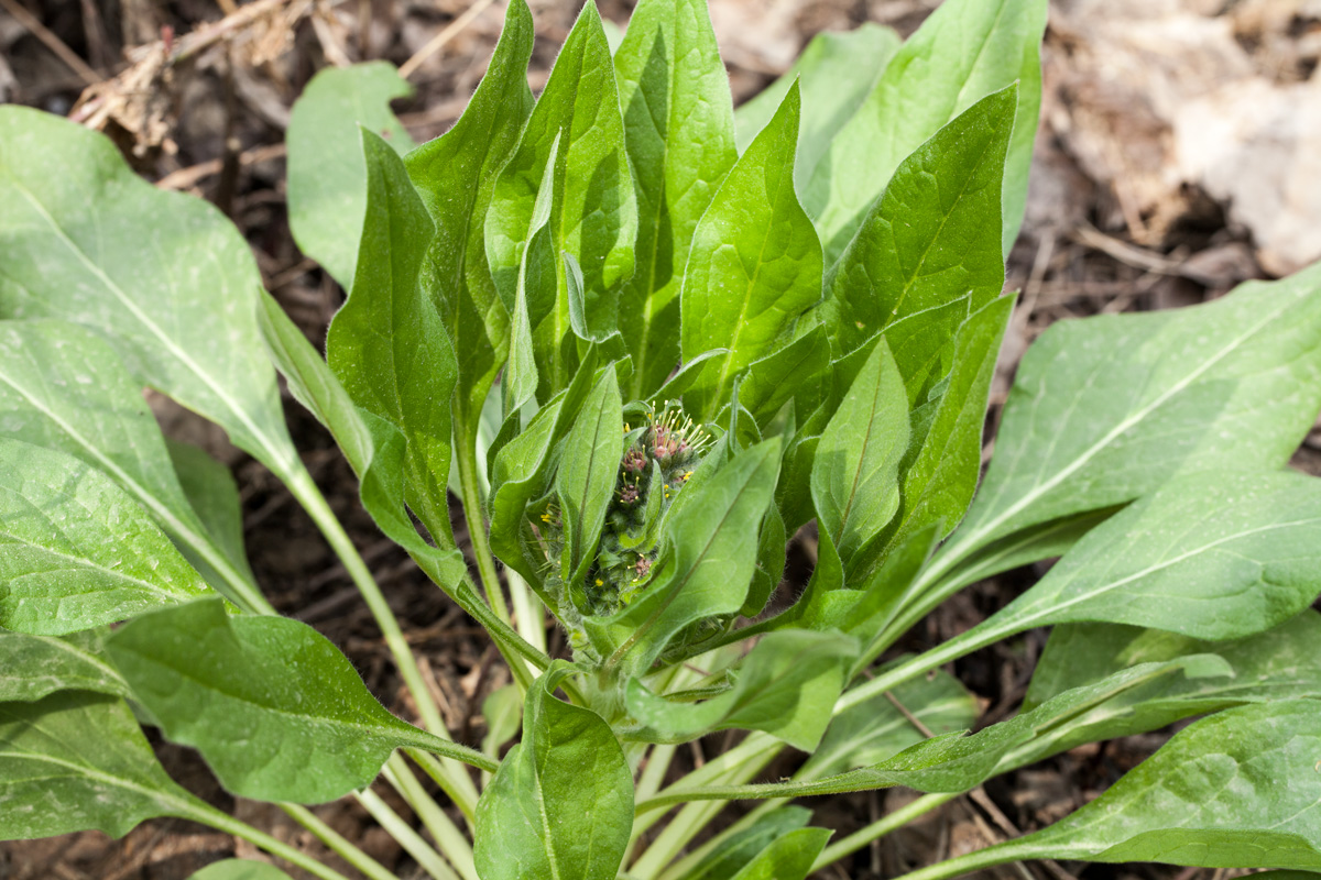 Изображение особи Solenanthus biebersteinii.