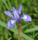 Moraea sisyrinchium