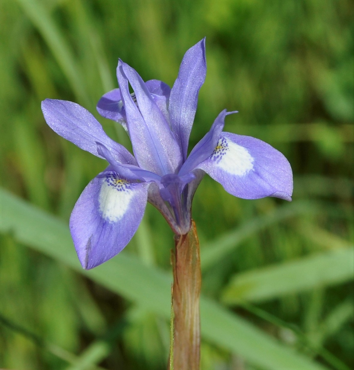 Изображение особи Moraea sisyrinchium.