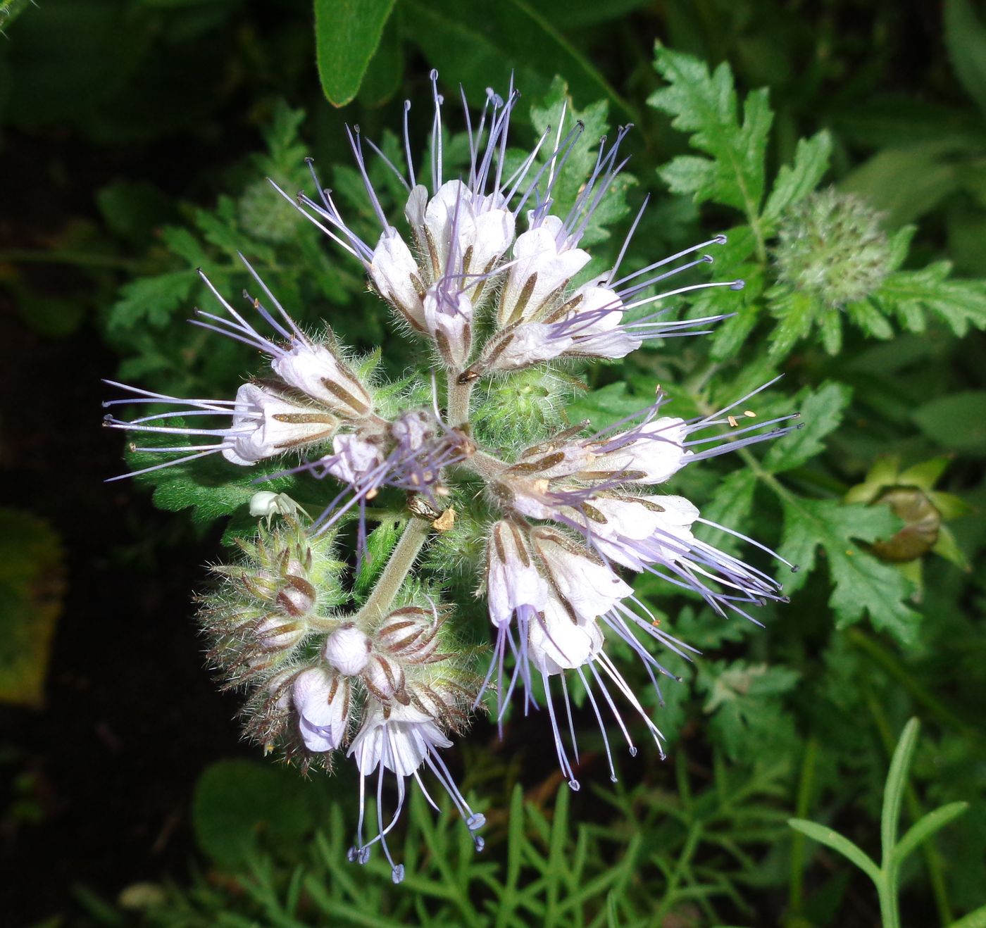 Изображение особи Phacelia tanacetifolia.