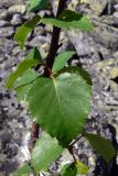 Betula czerepanovii