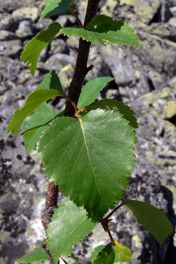 Изображение особи Betula czerepanovii.