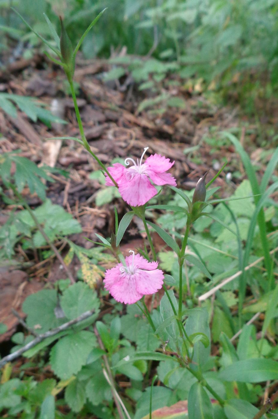 Изображение особи Dianthus barbatus.