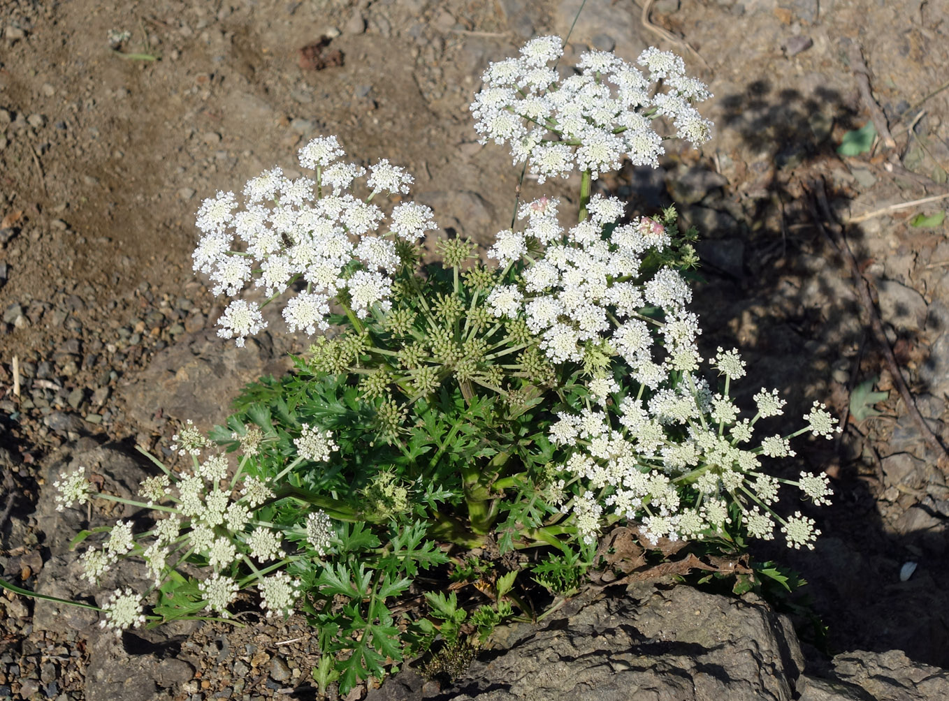 Изображение особи Kitagawia litoralis.