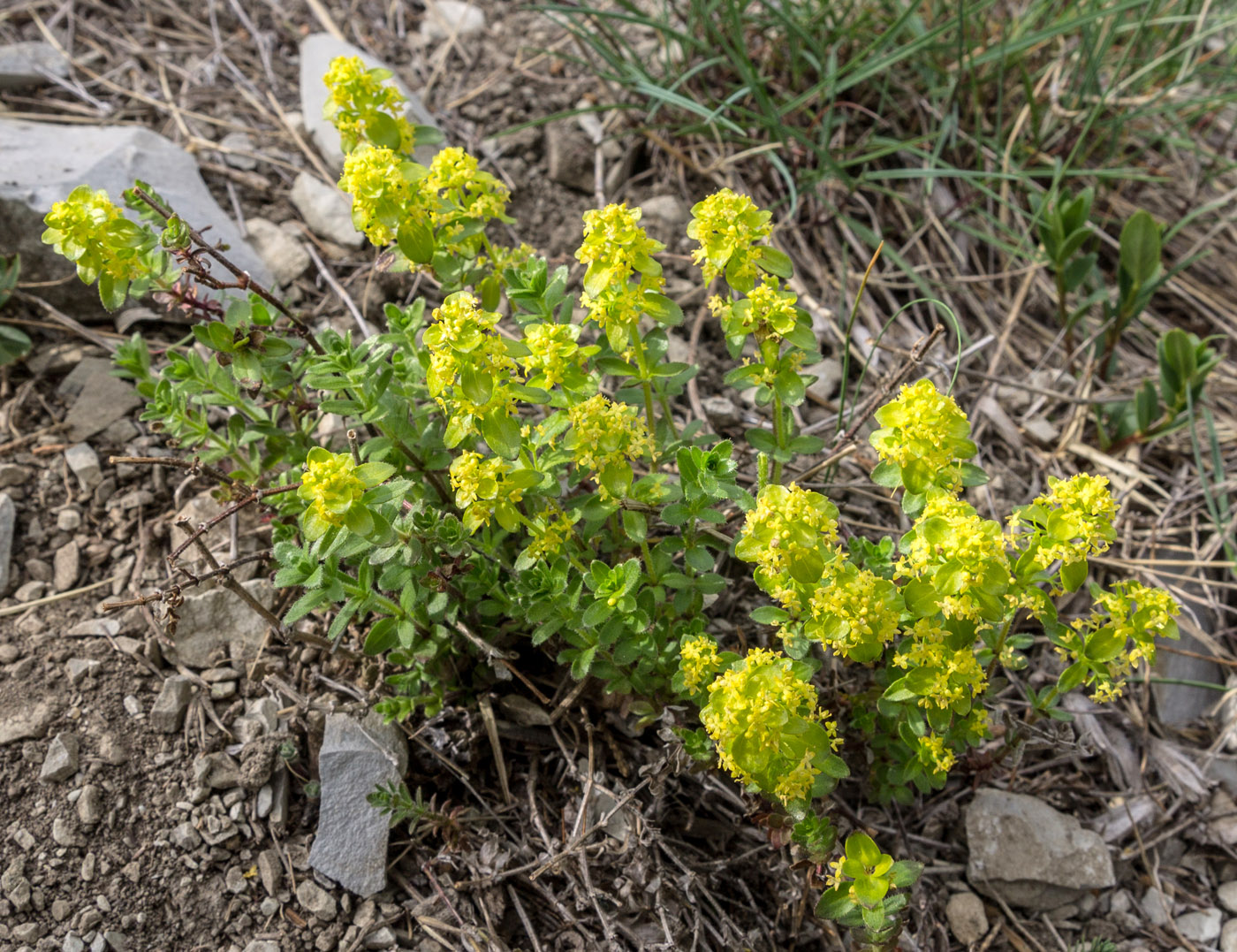 Image of genus Cruciata specimen.