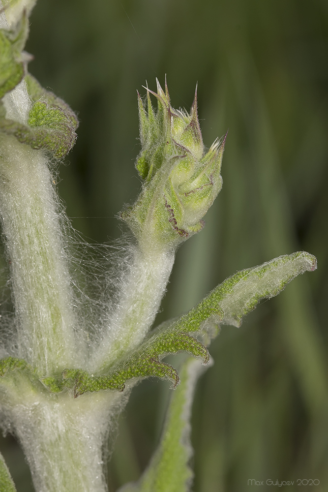 Image of Salvia aethiopis specimen.