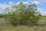 Salix acutifolia