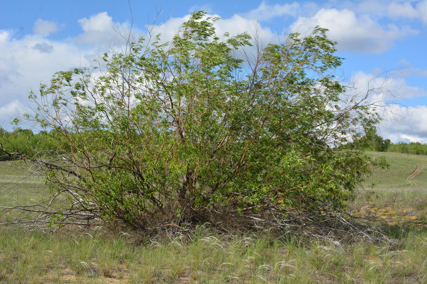 Image of Salix acutifolia specimen.