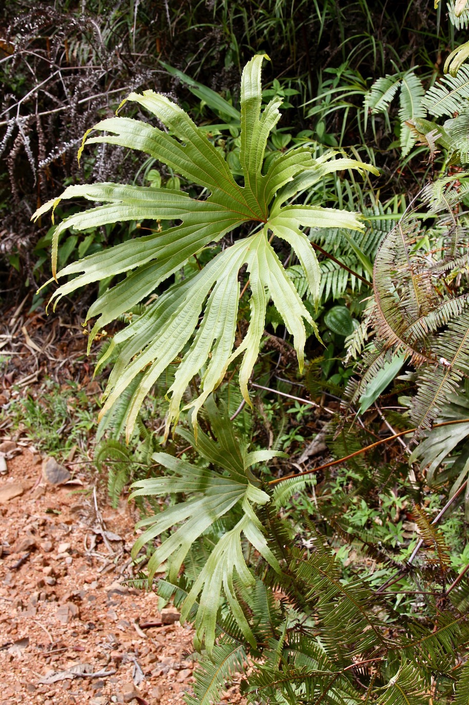 Image of Dipteris conjugata specimen.