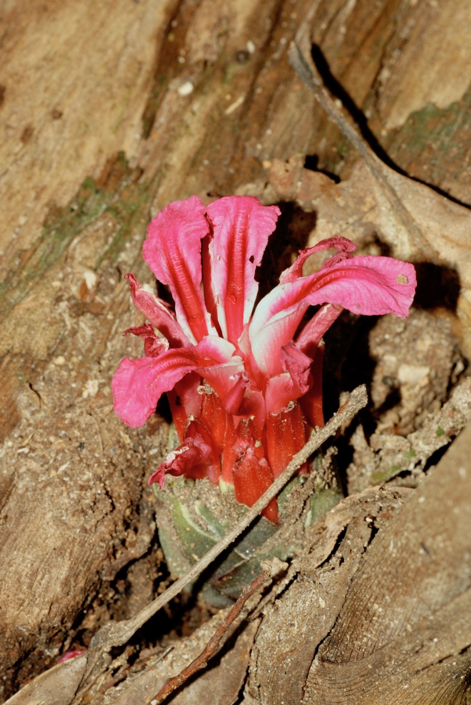 Изображение особи Etlingera velutina.