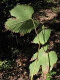 Vitis gmelinii