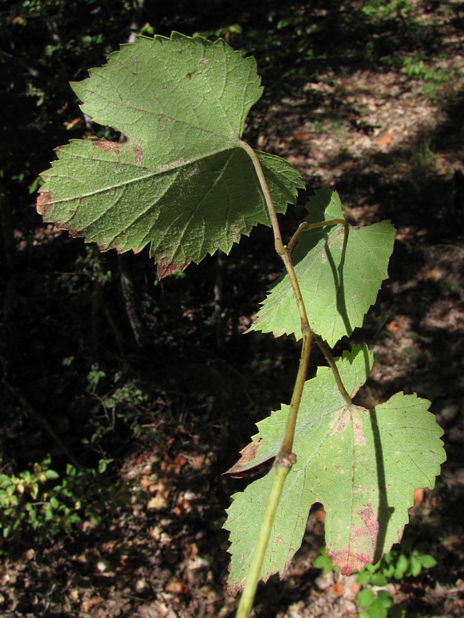 Изображение особи Vitis gmelinii.