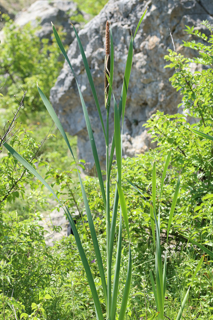 Изображение особи род Typha.