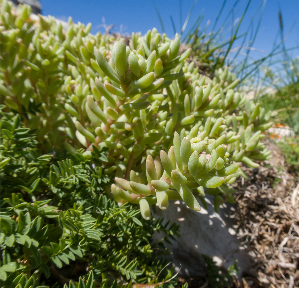 Изображение особи род Sedum.