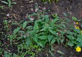 Pulmonaria saccharata