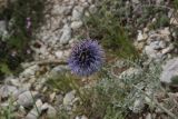 Echinops sibiricus