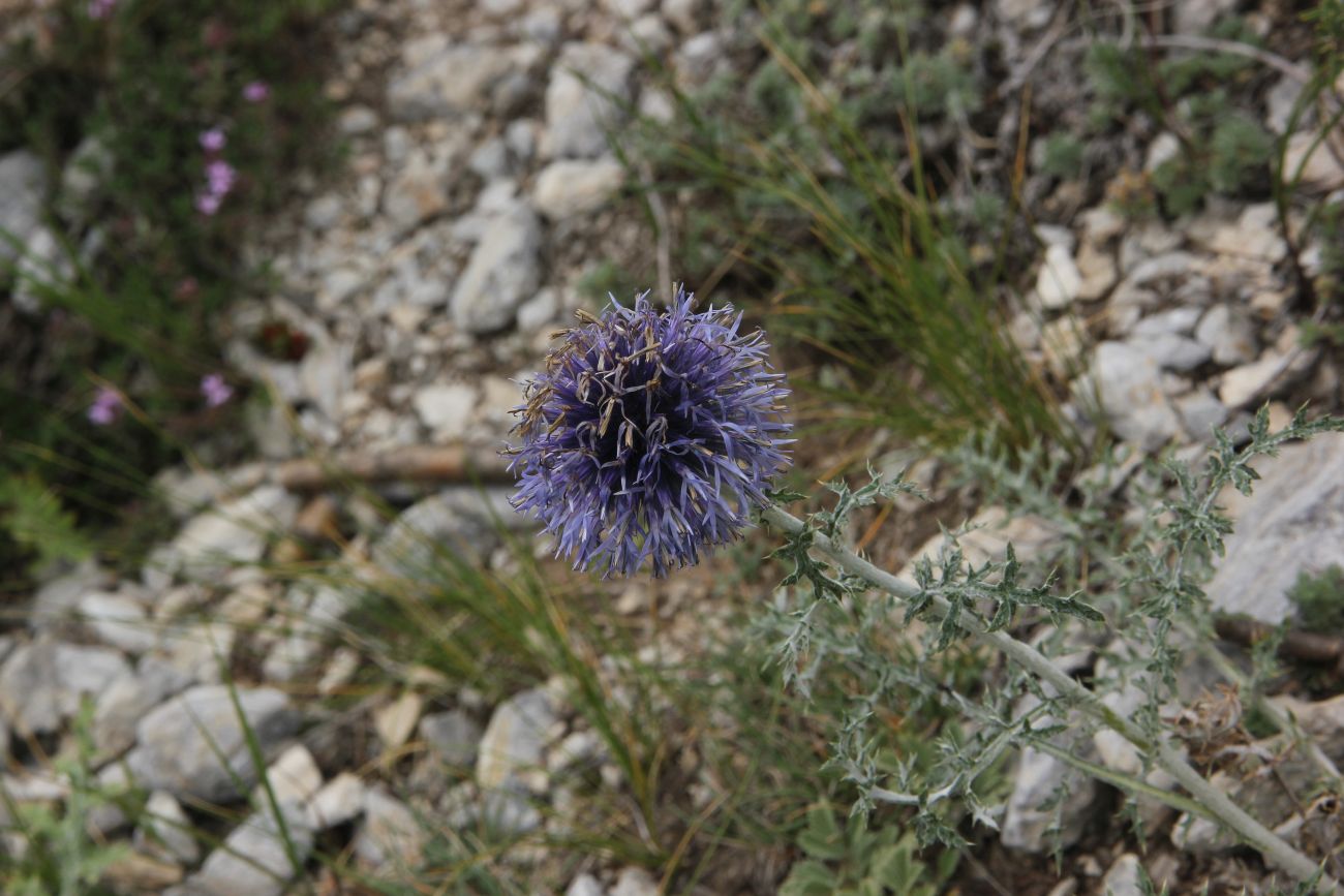 Image of Echinops sibiricus specimen.