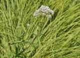Eupatorium lindleyanum
