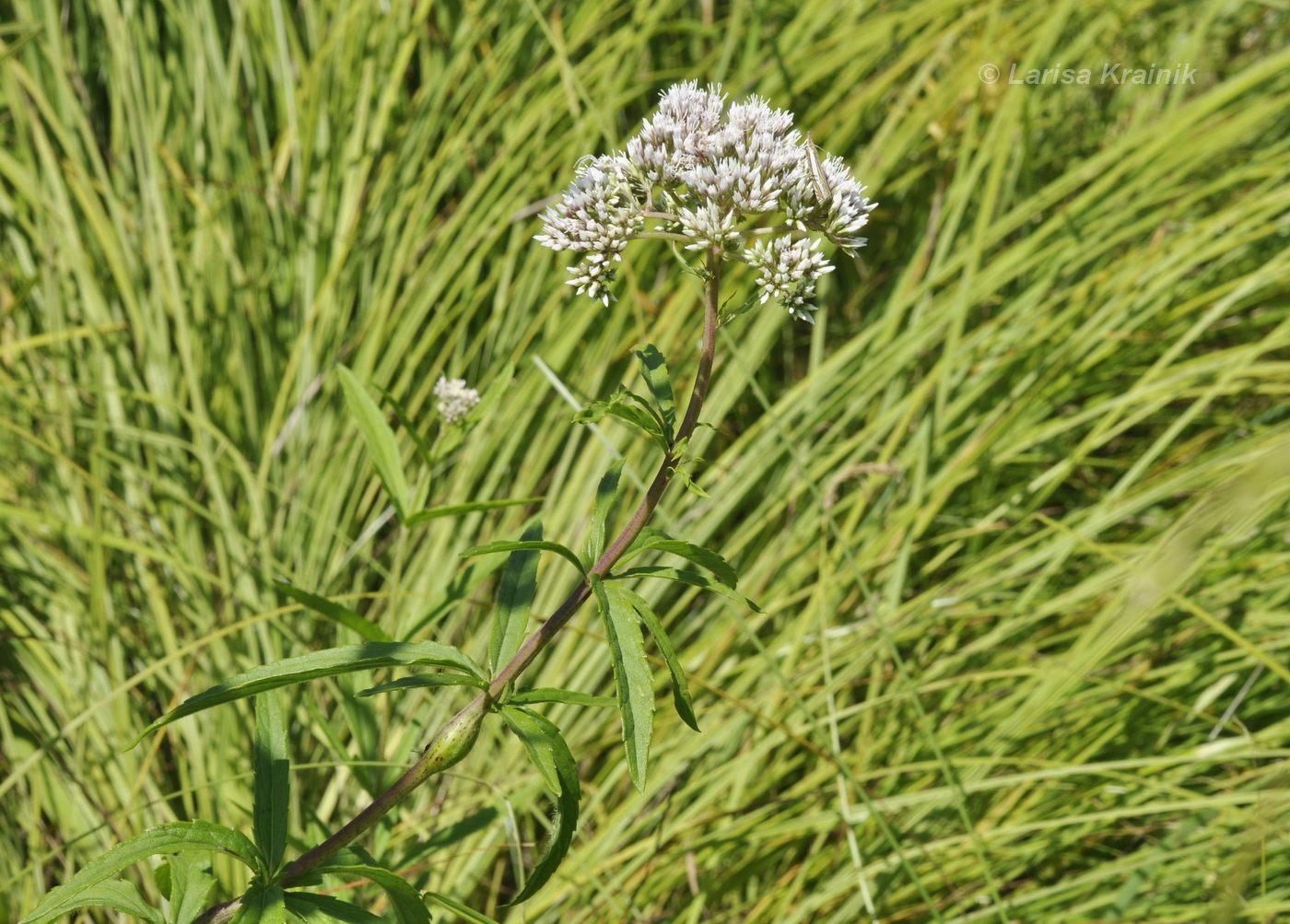 Image of Eupatorium lindleyanum specimen.