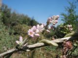 Cuscuta lehmanniana