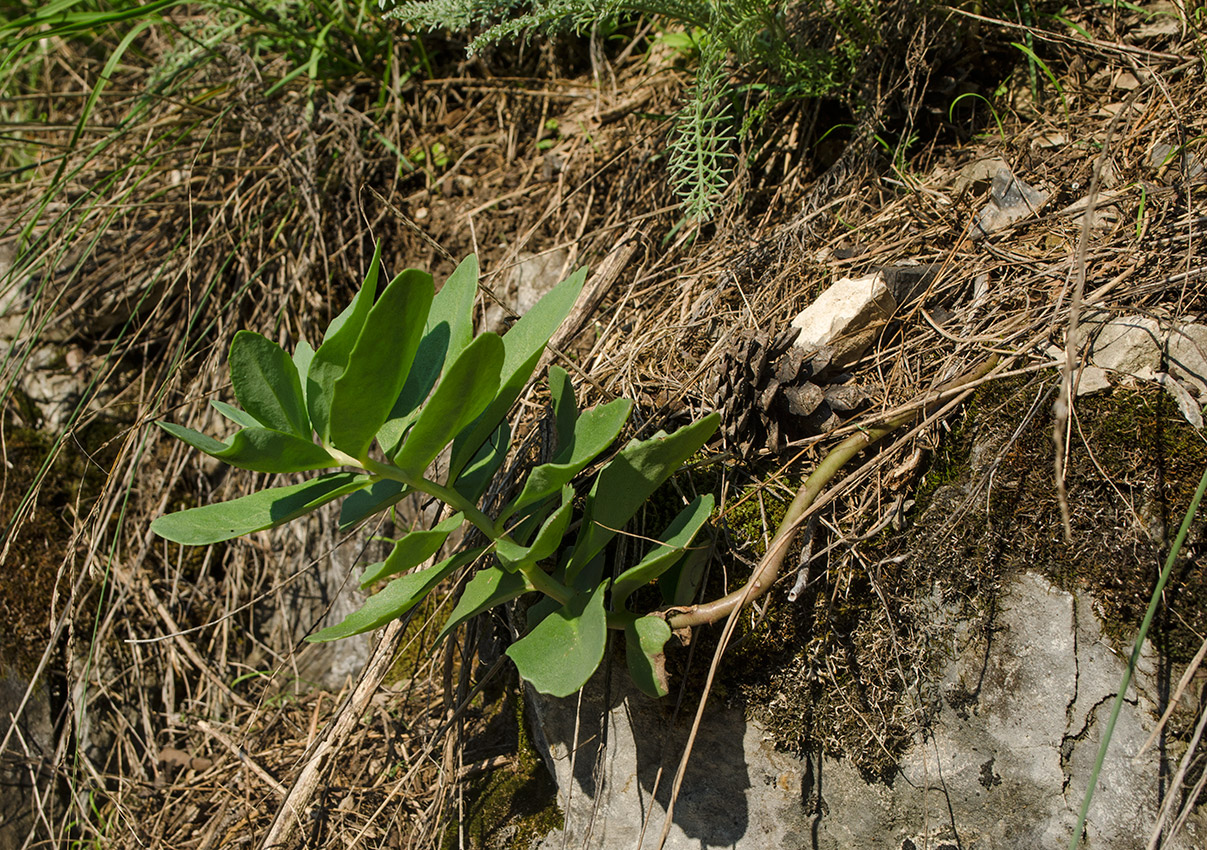 Изображение особи Hylotelephium triphyllum.