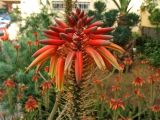 genus Aloe. Верхушка соцветия. Испания, Канарские о-ва, Тенерифе, ботанический сад в Пуэрто-де-ла-Крус, в озеленении. 10 марта 2008 г.