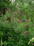 Spiraea &times; billardii