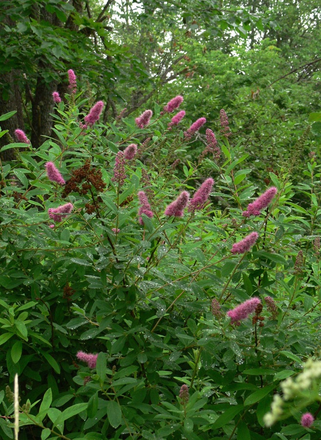 Image of Spiraea &times; billardii specimen.