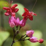 Clerodendrum × speciosum. Соцветие. Испания, автономное сообщество Каталония, провинция Жирона, комарка Баш-Эмпорда, муниципалитет Палафружель, ботанический сад \"Кап-Роч\". 08.10.2020.