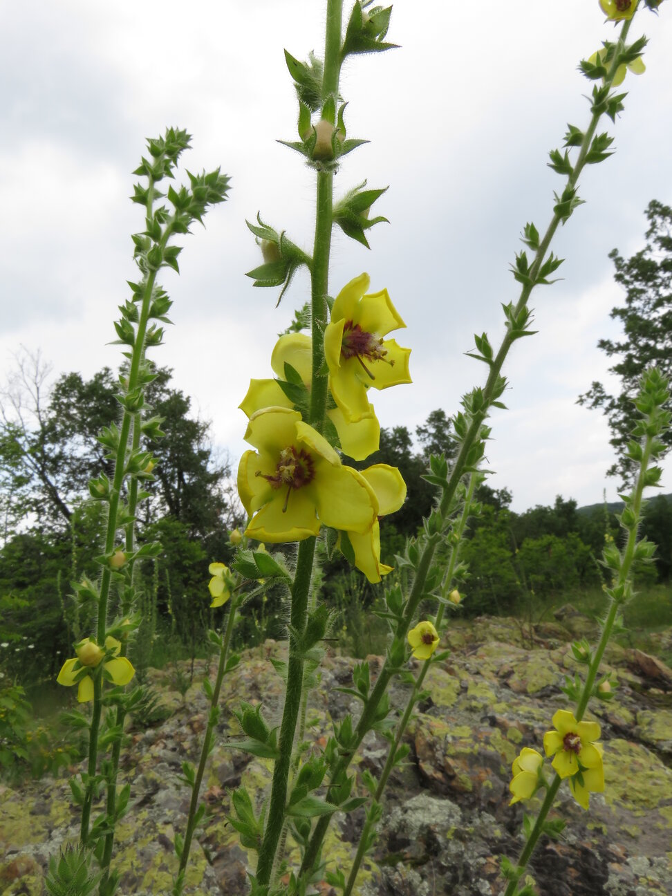 Image of Verbascum adrianopolitanum specimen.