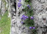 Campanula nejceffii