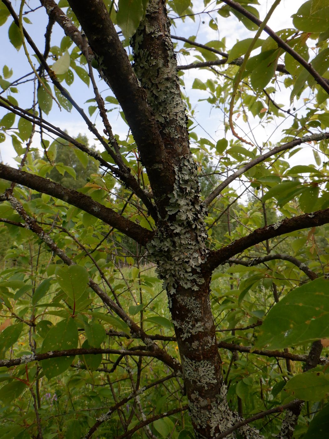 Image of Padus virginiana specimen.