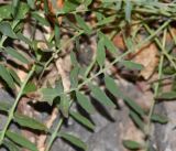 Sonchus tenerrimus