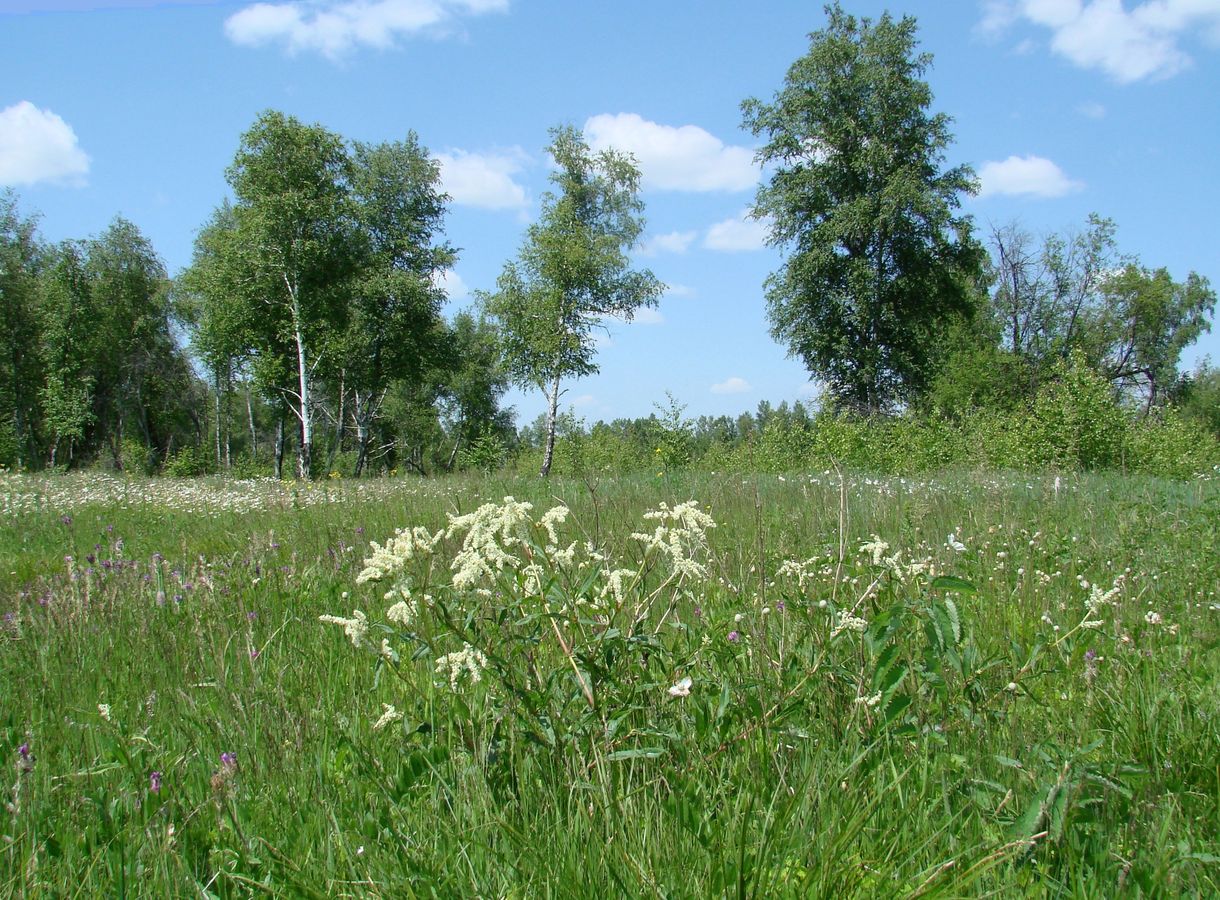 Изображение особи Aconogonon alpinum.