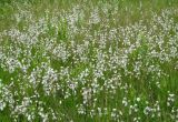 Eriophorum angustifolium