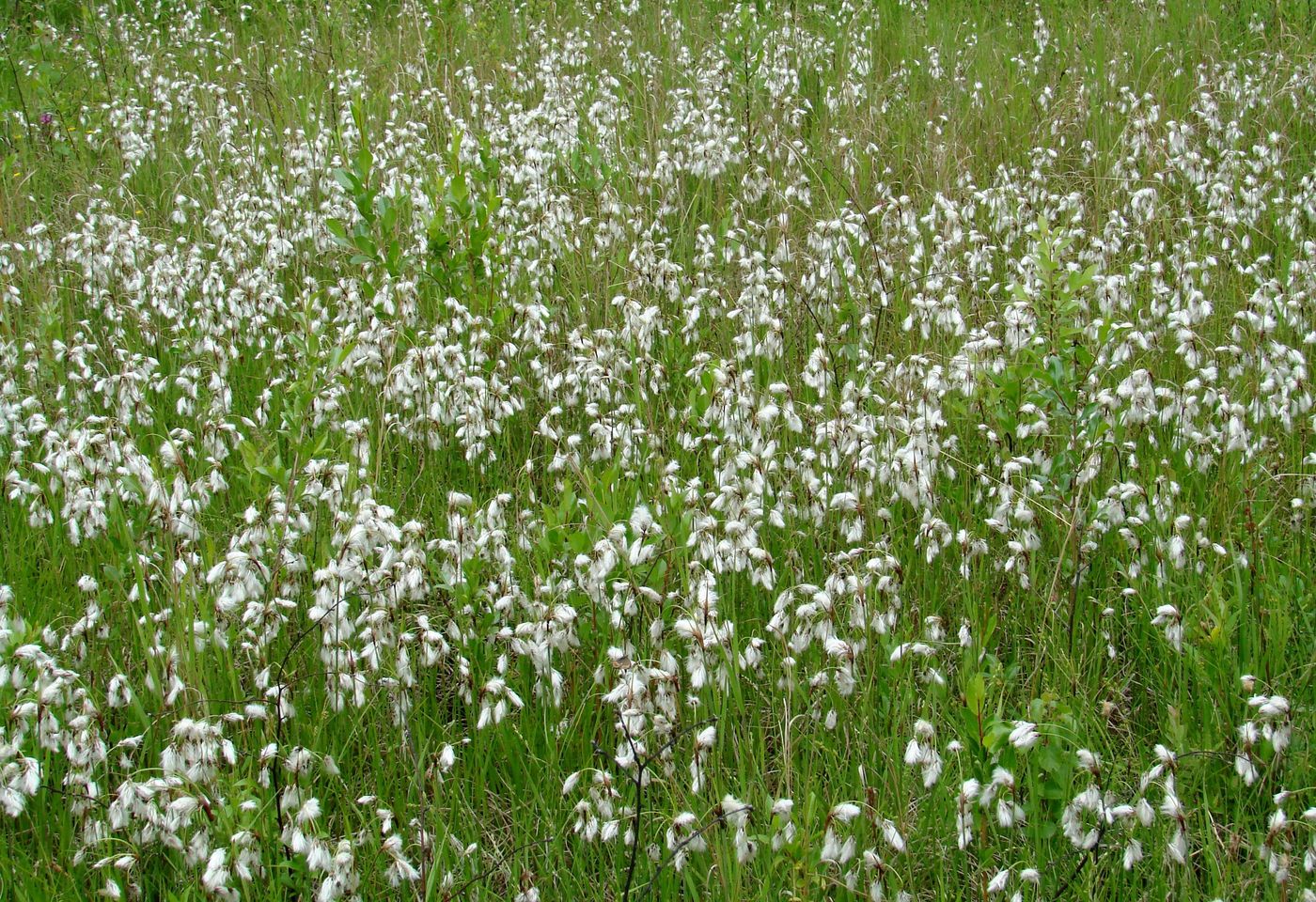 Изображение особи Eriophorum angustifolium.