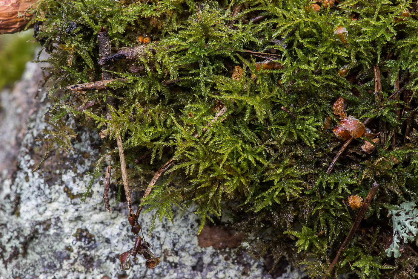 Изображение особи Eurhynchiastrum pulchellum.