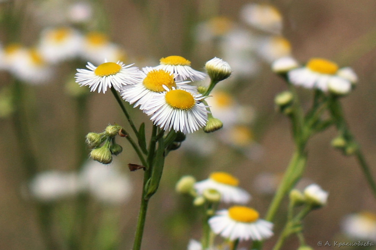 Изображение особи Erigeron strigosus.