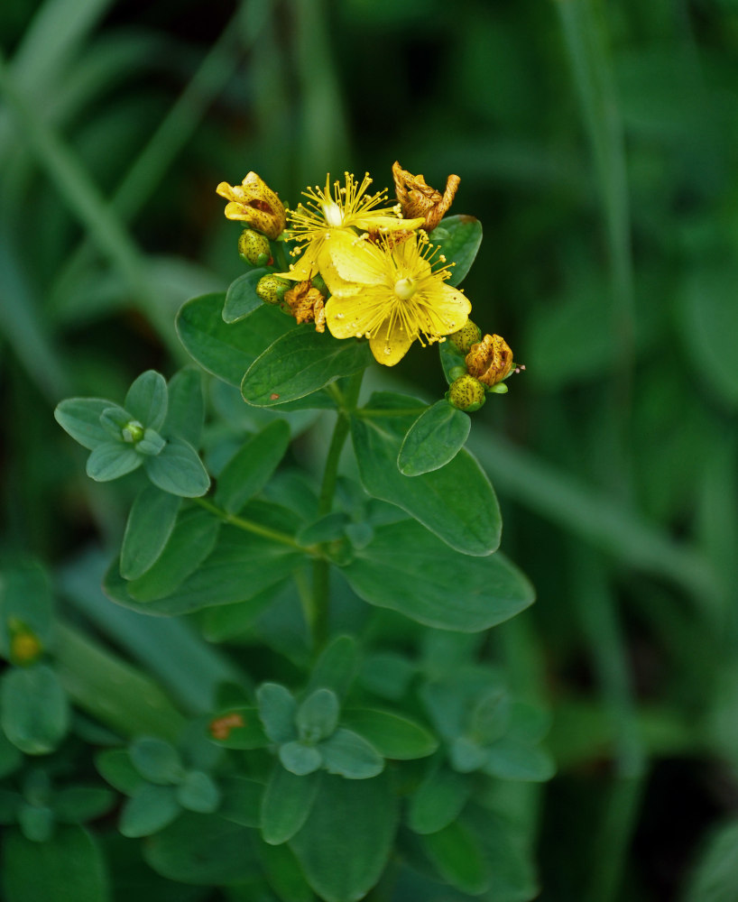 Изображение особи Hypericum maculatum.