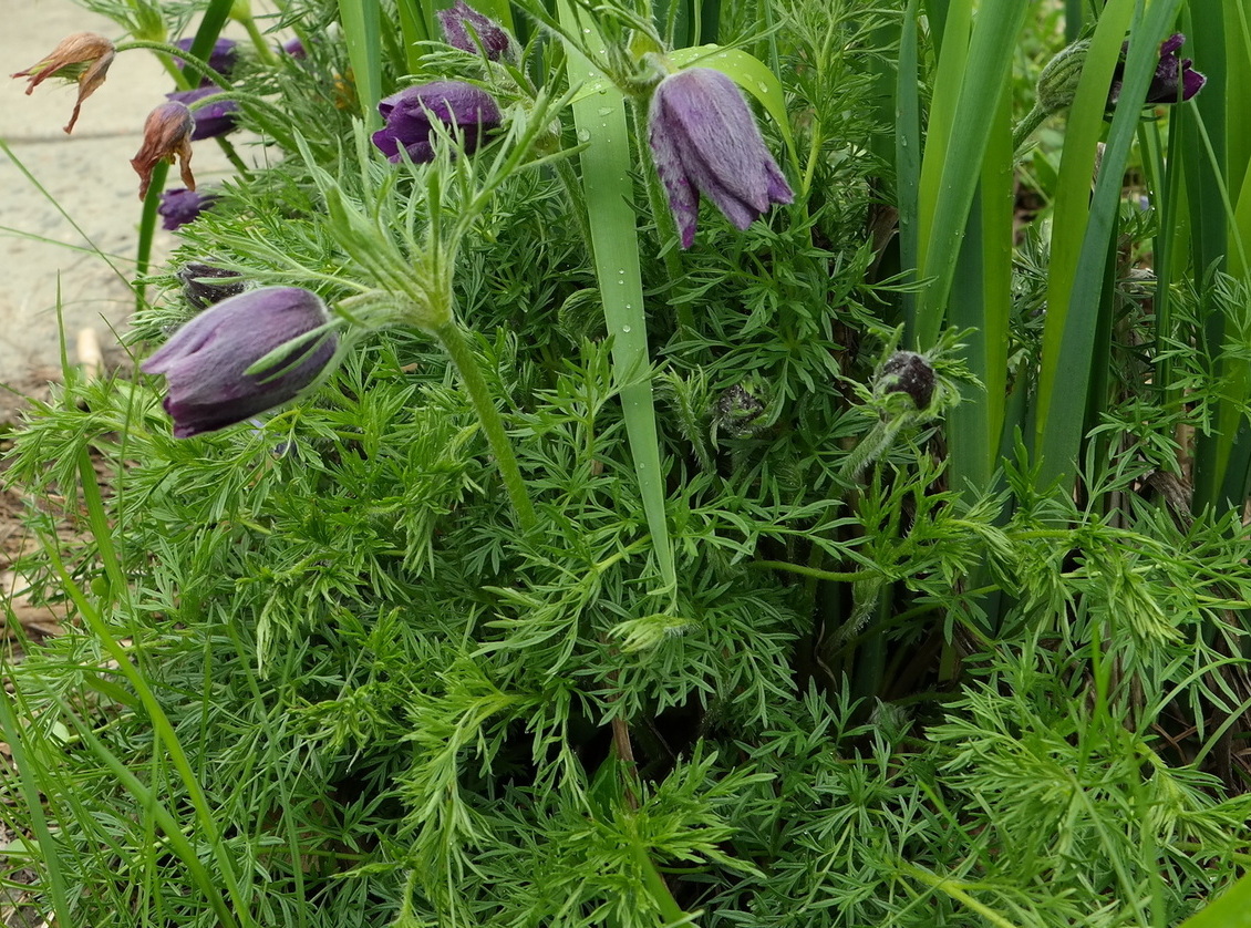 Изображение особи род Pulsatilla.