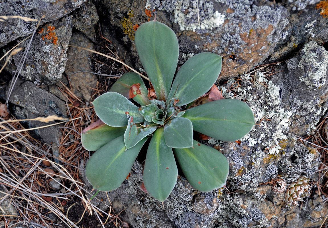 Изображение особи Goniolimon speciosum.