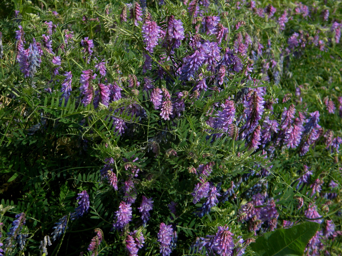 Изображение особи Vicia cracca.