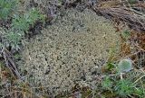 genus Cladonia