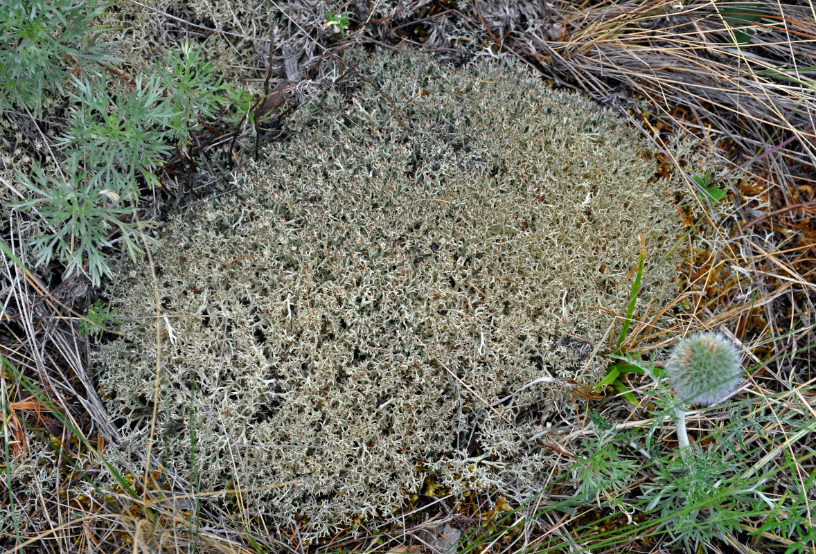 Изображение особи род Cladonia.