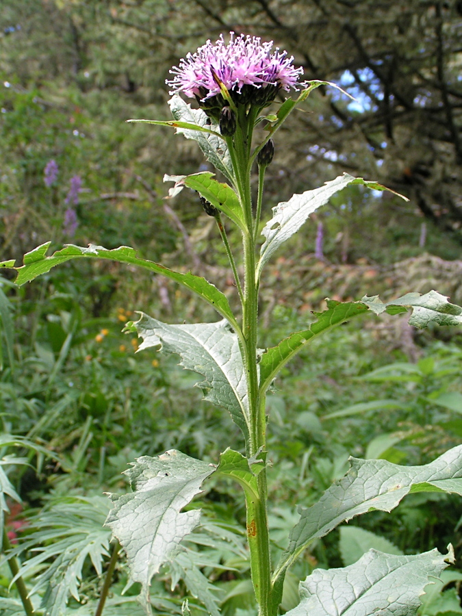 Image of Saussurea latifolia specimen.