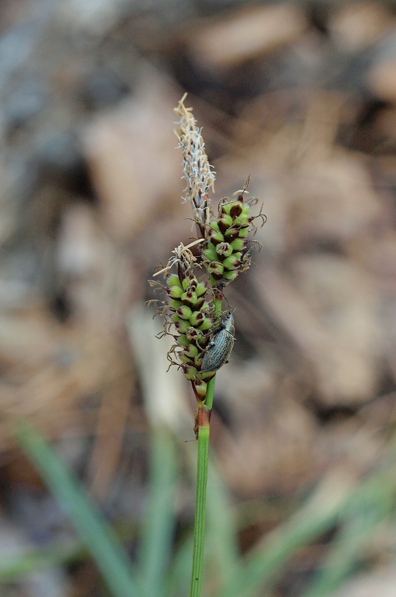 Изображение особи Carex ericetorum.