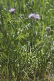 Phacelia tanacetifolia