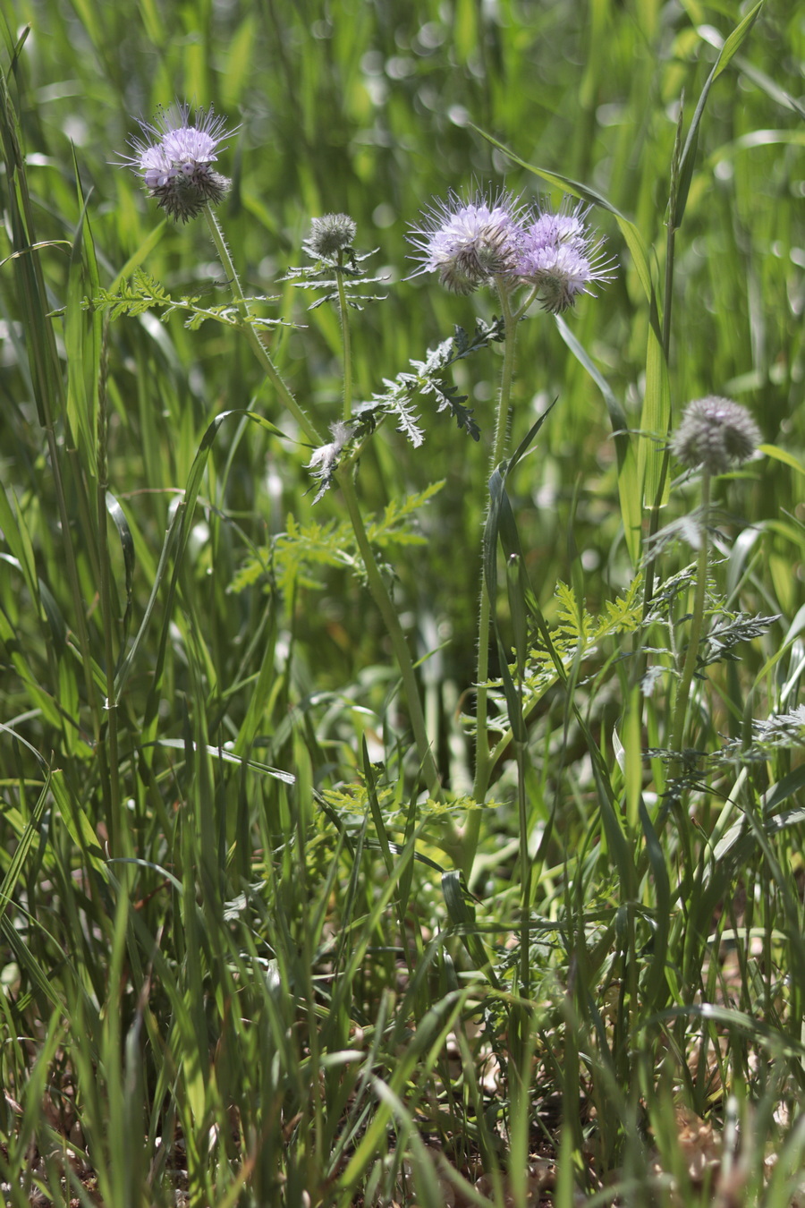 Image of Phacelia tanacetifolia specimen.